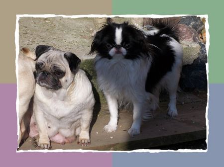 Japan Chin Hunde Foto 29117 in höherer Auflösung ansehen Japan Chin Amai v.Hohenlohe und Pugs`n Roses Fior di Madonna, Besitzer: Silvia+Max D`Elicio
