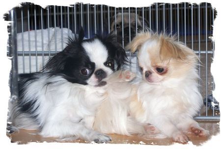Japan Chin Hunde Foto 29674 Japan Chin aikemuno silviya + yu shi ko