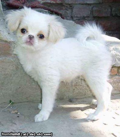 Japan Chin Hunde Foto 25772 Japan Chin AIKEMUNO - www.aikemuno.spb.ru