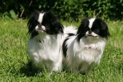Japan Chin Hunde Foto 38837 Japan Chin Simsalachin Angelina Jolie+Amai von Hohenlohe