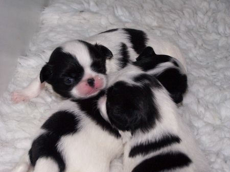 Japan Chin Hunde Foto 33190 Japan Chin Unsere Chin-Kinder von Kiki und Korolevich