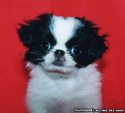 Japan Chin Hunde Foto 25773 Japan Chin AIKEMUNO - www.aikemuno.spb.ru