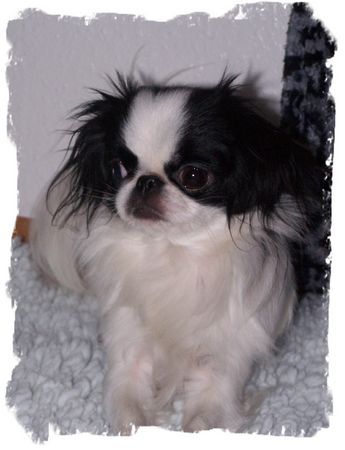 Japan Chin Hunde Foto 29116 Japan Chin Stail Aikemuno Silviya, Besitzer: Max D`Elicio