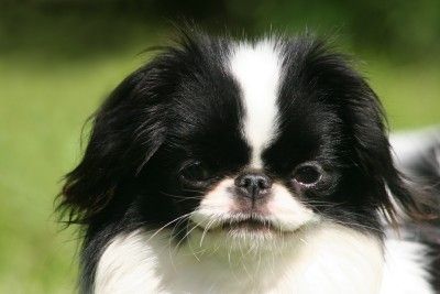 Japan Chin Hunde Foto 38836 Japan Chin Simsalachin Angelina Jolie