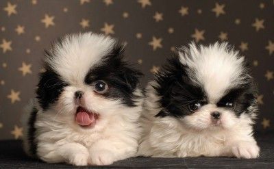 Japan Chin Hunde Foto 40678 Japan Chin Bon Jovi und Barbarella Simsalachin