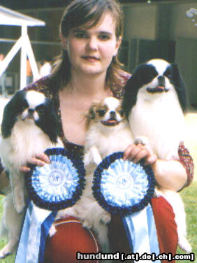 Japan Chin Hunde Foto 25777 in höherer Auflösung ansehen Japan Chin AIKEMUNO - www.aikemuno.spb.ru