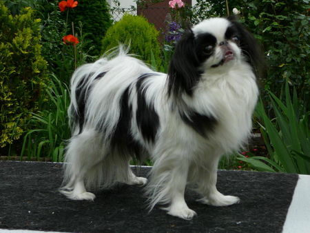 Japan Chin Hunde Foto 42456 in höherer Auflösung ansehen Japan Chin Chaneira Aky- Makai