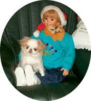 Japan Chin Hunde Foto 40360 Japan Chin Sakura no Hana Desi