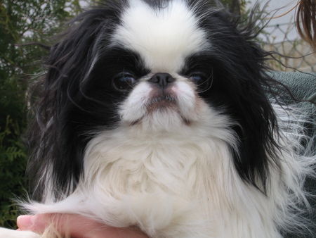 Japan Chin Hunde Foto 35148 Japan Chin Kennel