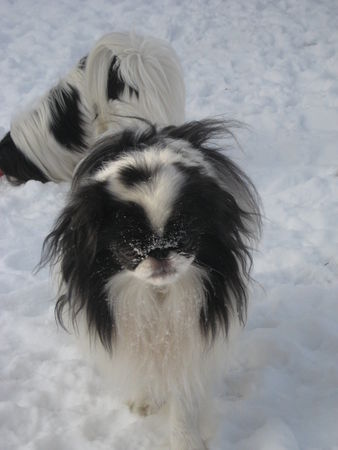Japan Chin Hunde Foto 43681 in höherer Auflösung ansehen Japan Chin Toto im Schnee