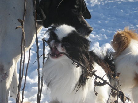 Japan Chin Bonnie, Pepp und Anka