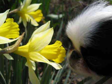 Japan Chin Hunde Foto 37639 in höherer Auflösung ansehen Japan Chin Bonnie genießt den Frühling