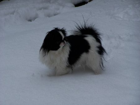 Japan Chin Hunde Foto 30219 Japan Chin Kiki im tiefen Schnee