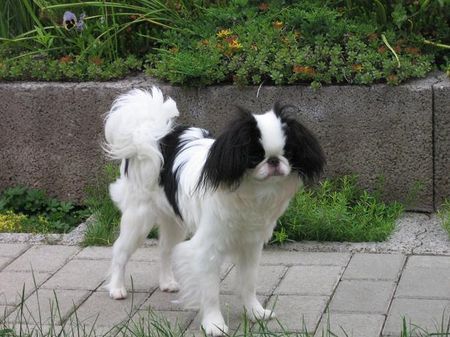 Japan Chin Hunde Foto 38546 Japan Chin Chaneira Bakinawa Hideki