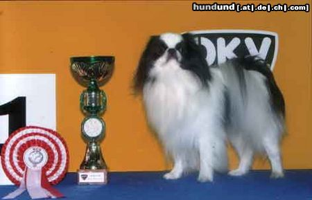 Japan Chin Hunde Foto 25791 in höherer Auflösung ansehen Japan Chin AIKEMUNO - www.aikemuno.spb.ru