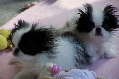Japan Chin Hunde Foto 41070 Japan Chin Simsalachin Bon Jovi und Bamboocha