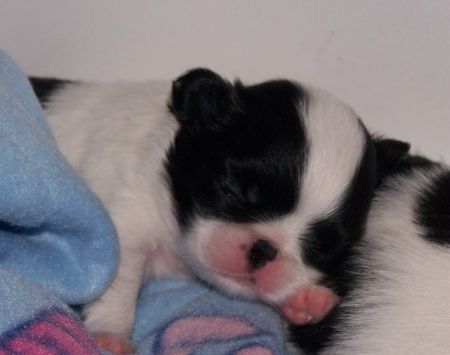 Japan Chin Hunde Foto 33191 Japan Chin Simsalachin Afrodita