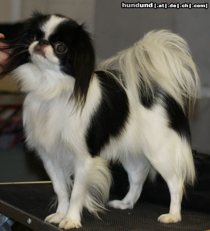 Japan Chin Hunde Foto 45983 Japan Chin Simsalachin Dai-Yumi