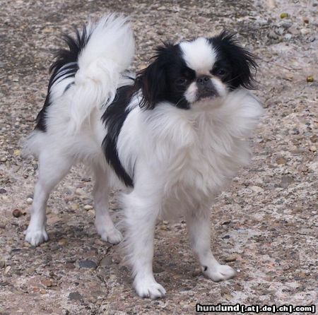 Japan Chin Hunde Foto 24630 Japan Chin Stail aikemuno Silviya -7 Monate-