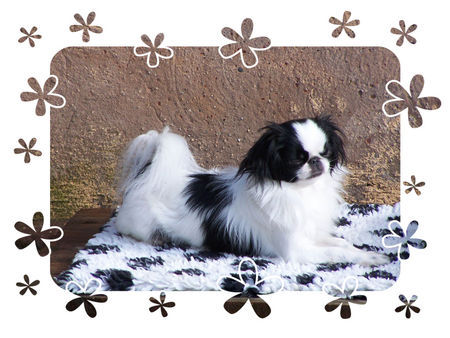 Japan Chin Hunde Foto 30476 Japan Chin Endlich Frühling