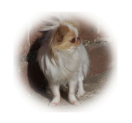 Japan Chin Hunde Foto 28874 Japan Chin Aikemuno YuShiKo Besitzer:S.D`Elicio