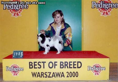 Japan Chin Hunde Foto 25778 in höherer Auflösung ansehen Japan Chin AIKEMUNO - www.aikemuno.spb.ru
