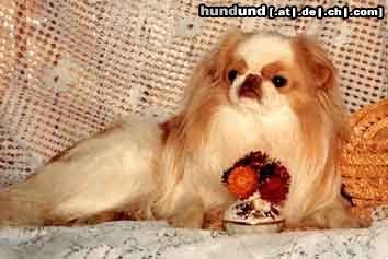 Japan Chin Hunde Foto 25781 in höherer Auflösung ansehen Japan Chin AIKEMUNO - www.aikemuno.spb.ru