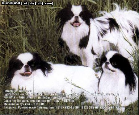 Japan Chin Hunde Foto 25786 in höherer Auflösung ansehen Japan Chin AIKEMUNO - www.aikemuno.spb.ru