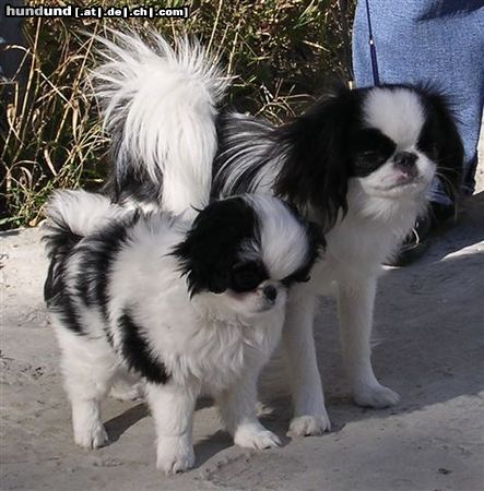 Japan Chin Hunde Foto 25787 Japan Chin AIKEMUNO - www.aikemuno.spb.ru
