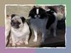 Japan Chin Hund