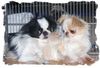 Japan Chin Hund