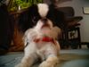 Japan Chin Hund