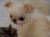 Japan Chin Hund