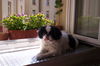 Japan Chin Foto (ID 38485) Japan Chin Hund