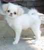 Japan Chin Hund