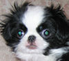 Japan Chin Hund
