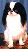 Japan Chin Hund