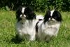 Japan Chin Foto: Simsalachin Angelina Jolie+Amai von Hohenlohe (ID 38837) Japan Chin Hund