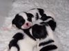 Japan Chin Foto: Unsere Chin-Kinder von Kiki und Korolevich (ID 33190) Japan Chin Hund