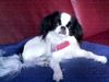 Japan Chin Hund