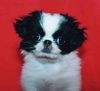 Japan Chin Hund