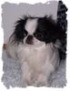 Japan Chin Hund