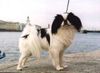 Japan Chin Hund