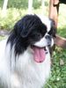 Japan Chin Hund