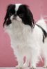 Japan Chin Foto: Simsalachin Angelina Jolie (ID 39716) Japan Chin Hund