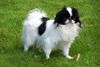 Japan Chin Foto: Simsalachin Angelina Jolie (ID 42842) Japan Chin Hund