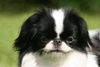 Japan Chin Foto: Simsalachin Angelina Jolie (ID 38836) Japan Chin Hund