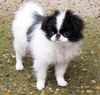 Japan Chin Foto: Simsalachin Angelina Jolie (ID 35601) Japan Chin Hund