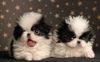 Japan Chin Foto: Bon Jovi und Barbarella Simsalachin (ID 40678) Japan Chin Hund