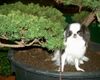 Japan Chin Foto: Sakura no Hana Desi (ID 40358) Japan Chin Hund